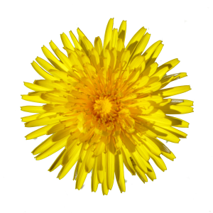 Dandelion PNG-12870